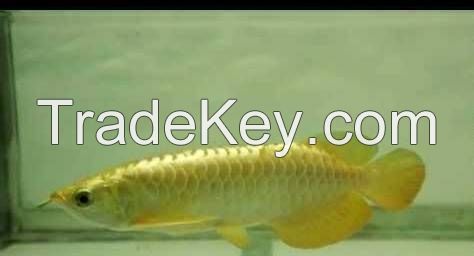 Tropical Arowana Fish Available