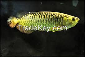 24K Gold Arowana fish available