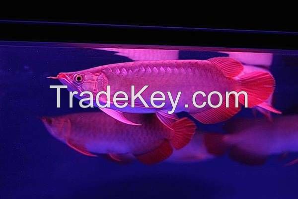 High Quality Super Red Arowana Fish available