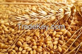 Wheat (Whole Grains)