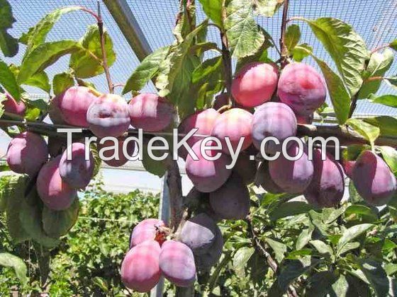 Fresh Acai Berries High Quality Low Price