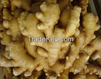 %100Fresh Ginger for sale 