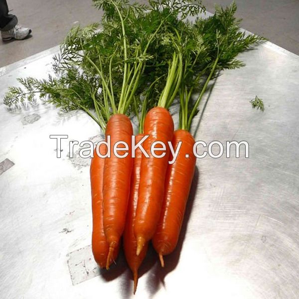 2014 New Crop China import fresh carrots