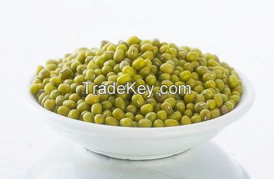 mung bean