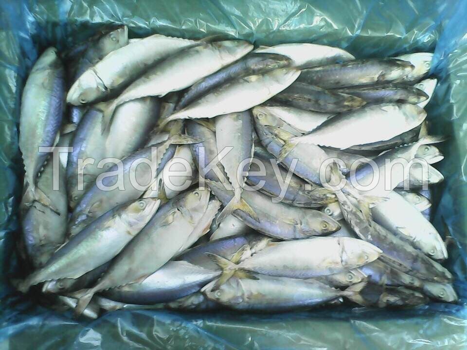 All type of seafood we can supply