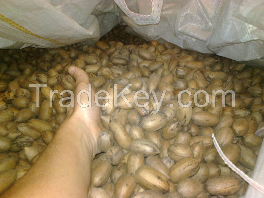 Argentinian Pecan Nuts