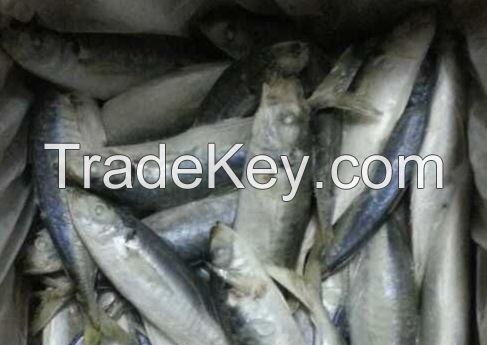 Body Whole Part And Fish Product Type Horse Mackerel