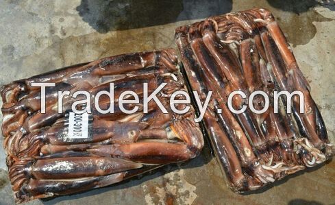 Seafood Squid Illex Squid Frozen Argentinus Squid