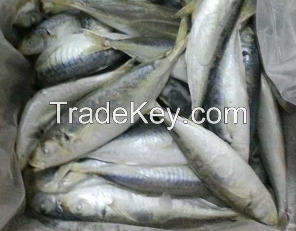 Whole Part Frozen Horse Mackerel