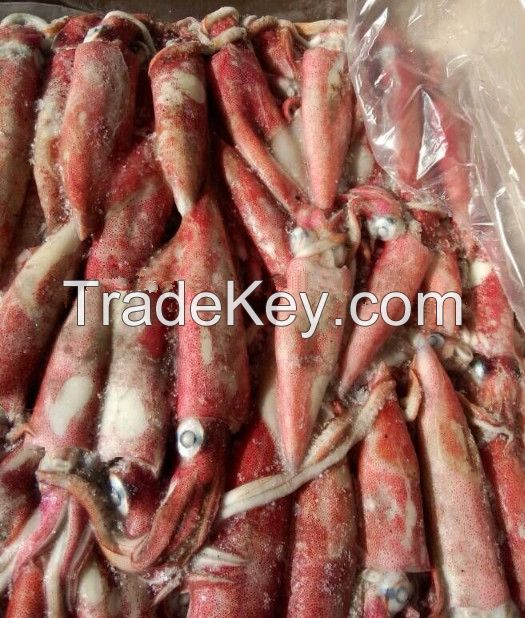 HACCP FDA ISO QS Certification Frozen Loligo Squid