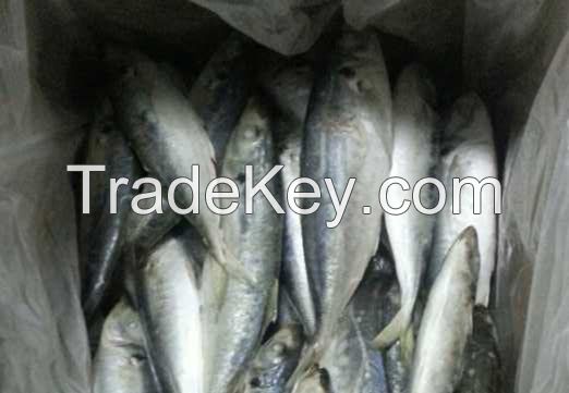 Body Whole Part And Fish Product Type Horse Mackerel