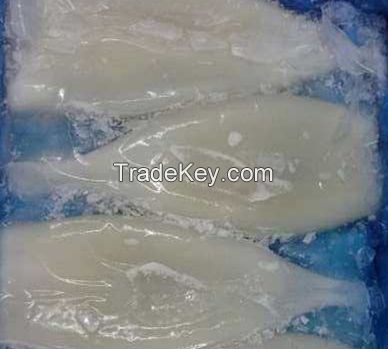 Frozen Squid Tube(Todarodes Pacificus/Illex Squid)