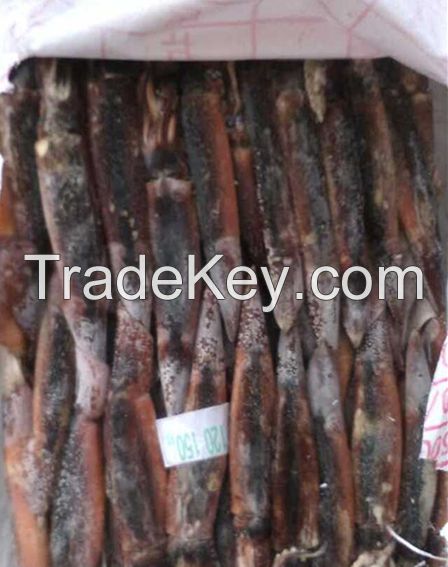 High Quality Seafood Whole And Round Illex Squid 200-300g