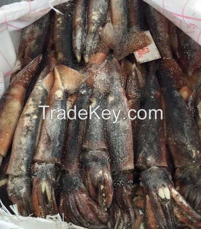 BQF Seafood Argentina Squid Wholesale