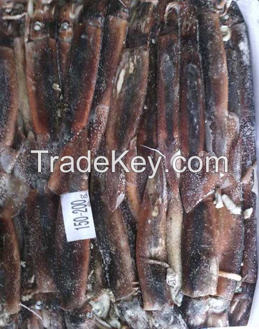 High Quality Seafood Whole And Round Illex Squid 200-300g