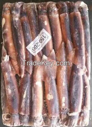 Seafood Squid Illex Squid Frozen Argentinus Squid