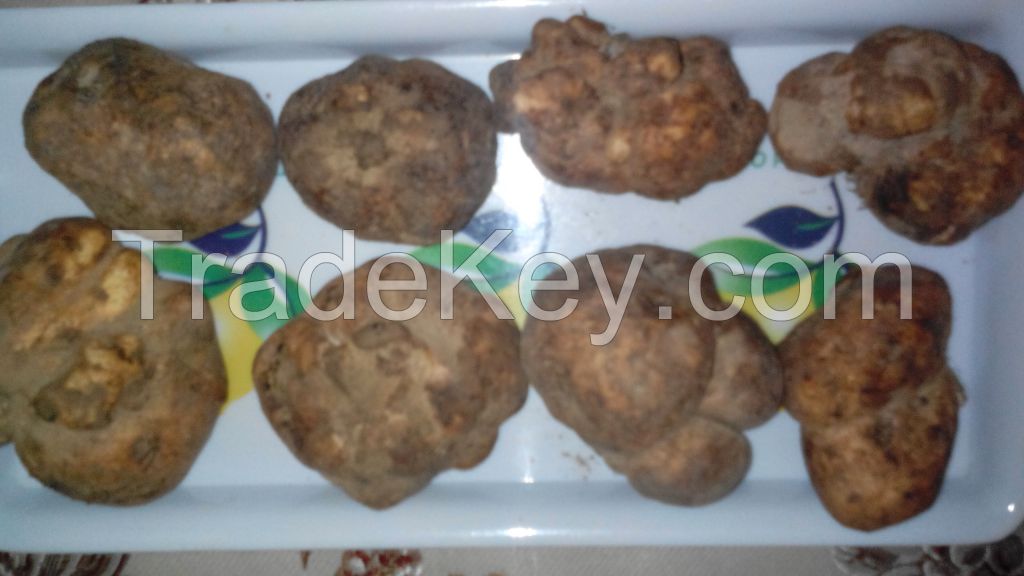 Iranian White Truffle (fresh 2015), ready to sell 