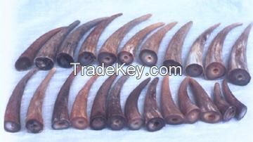 Horn tips from Cow or Buffalo