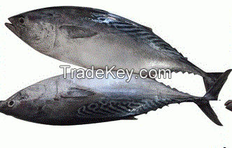 Sea Frozen Bonito Fish