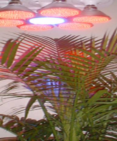 LED Growing Light (Par38)