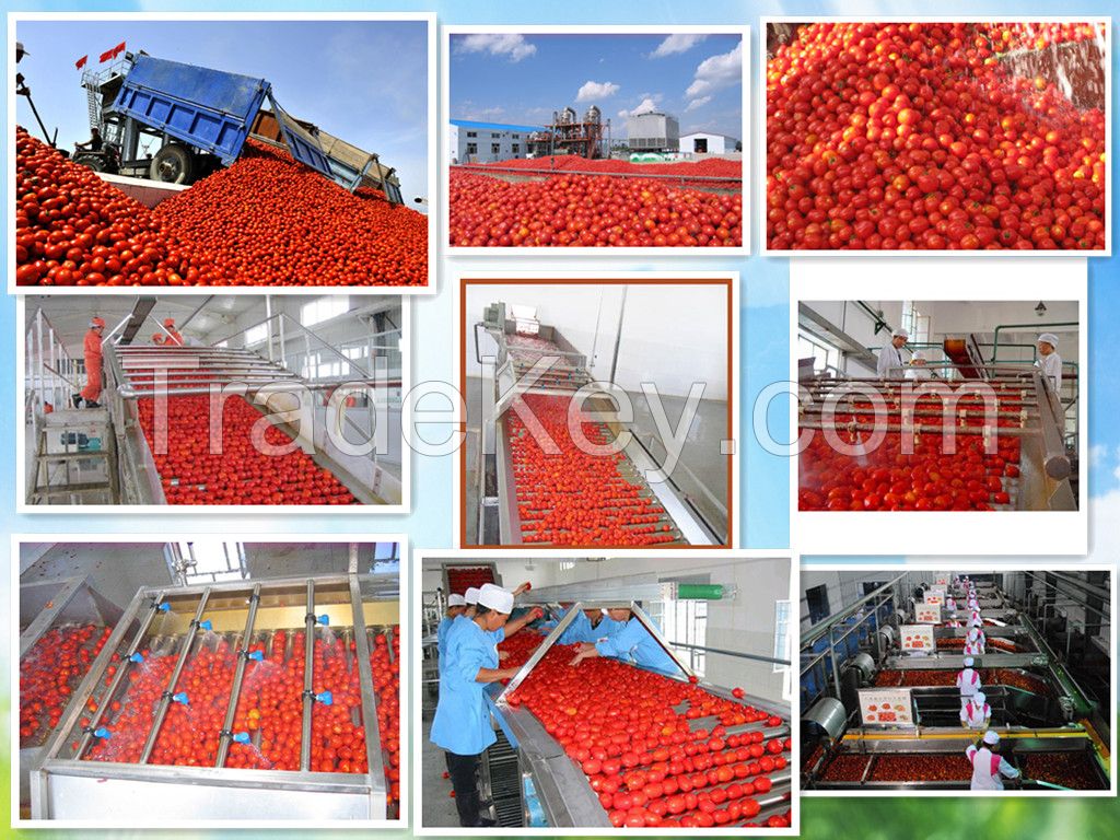canned tomato paste with high quality