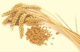 Organic Wheat