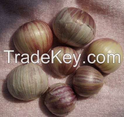 GARLIC SOLO SINGLE CLOVE  MP INDIAN