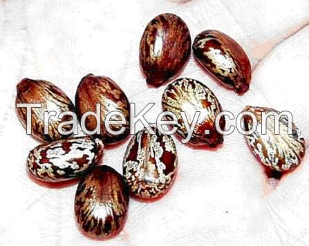 ETHIOPIAN ORIGIN ORGANIC CASTOR SEED