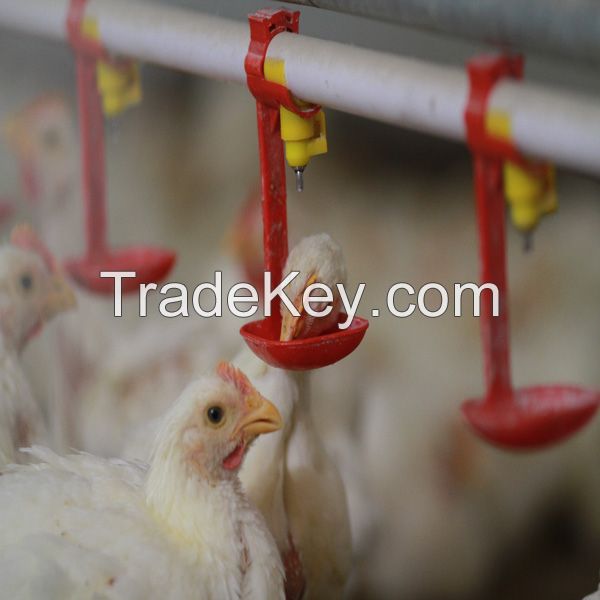Automatic Drinkers For Chicken And Poultry Feeding Equipment