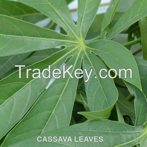 Frozen Cassava Leaves