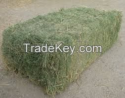 Alfalfa Hay, 