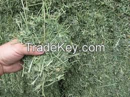 Alfalfa Hay, 