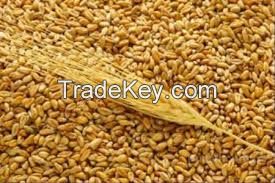 wheat grain