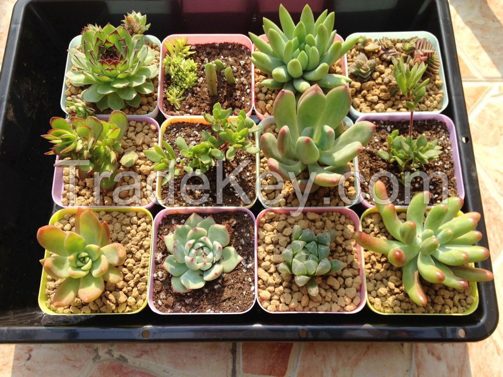 Garden Soil/Akadama Soil/Kiryu Sand/Cactus Growing Media