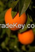 USDA Oranges