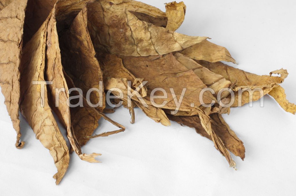 Hand Strips Virginia Tobacco Leaf