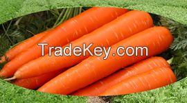 FRESH CARROTS