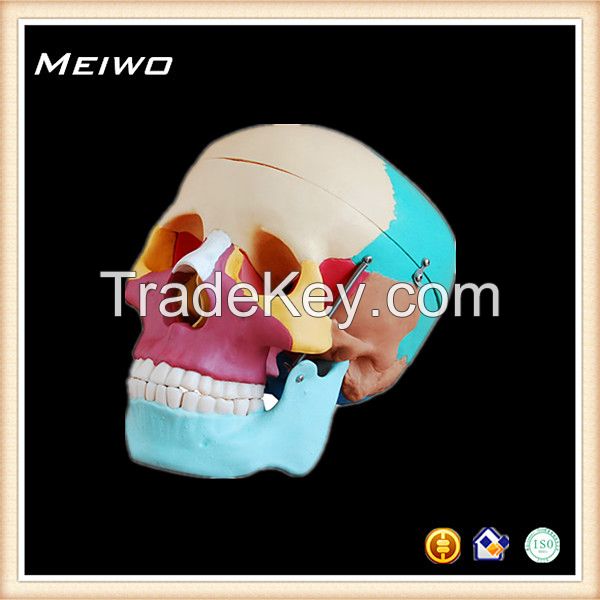 Skull chromatographic separation model anatomy model