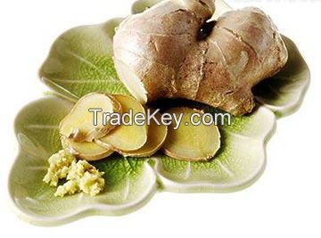 Spices or Herbs - Chinese Ginger