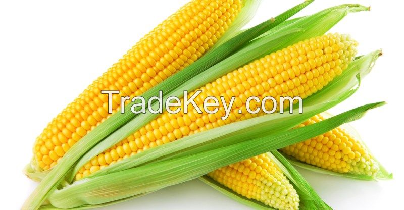 Corn