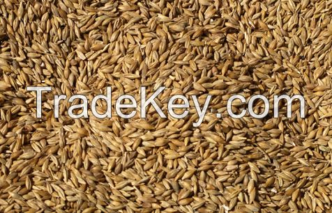Wheat Grade 3