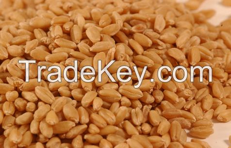 Wheat Grade 2