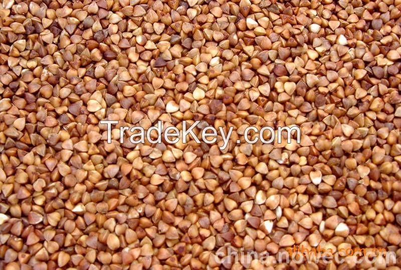 Roasted Buckwheat