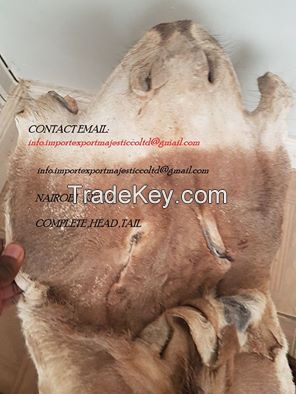 Donkey Hides, Donkey Skin,Donkey Leather