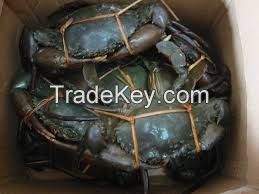 Fresh Live Crab/Live Mud Crab/Fresh Seafood!