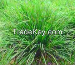 ORGANIC LEMONGRASS