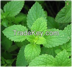  Organic Peppermint- leaves 