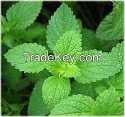 Organic Peppermint- leaves