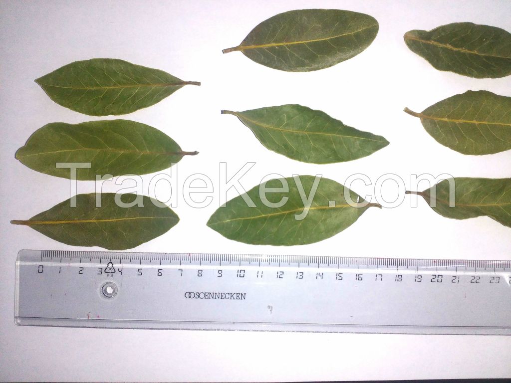 dried bay leaves