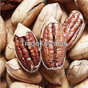 Pecan nuts (Wichita and Western)